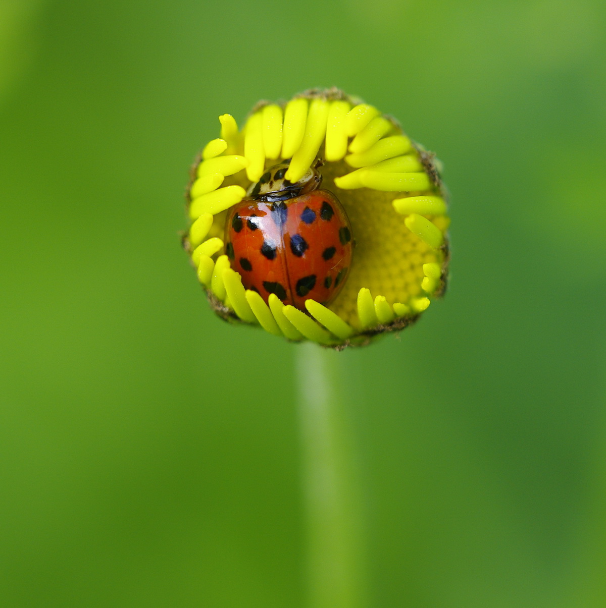 Sammelthread Makros Und Nahaufnahmen Von Insekten Pentaxians