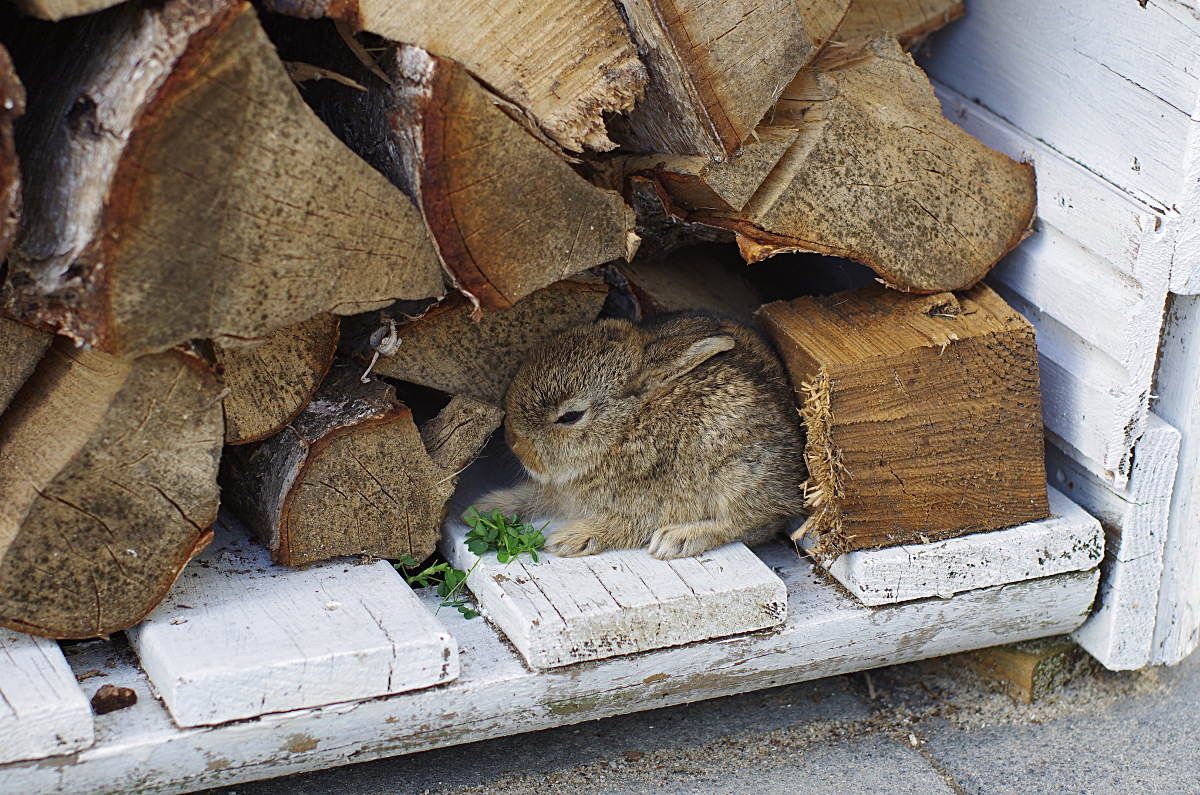 Kleines Wildkaninchen Braucht Hilfe Pentaxians