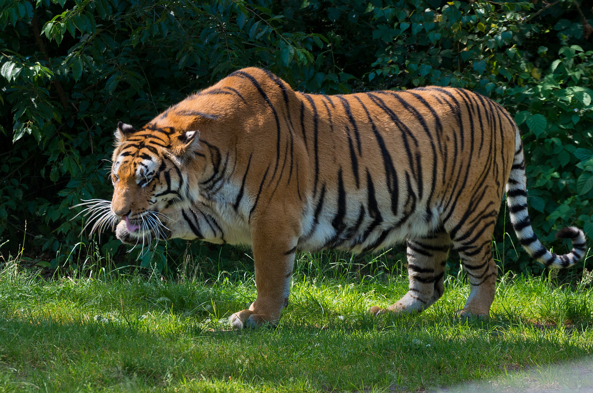 Streit bei Tigers? • Pentaxians