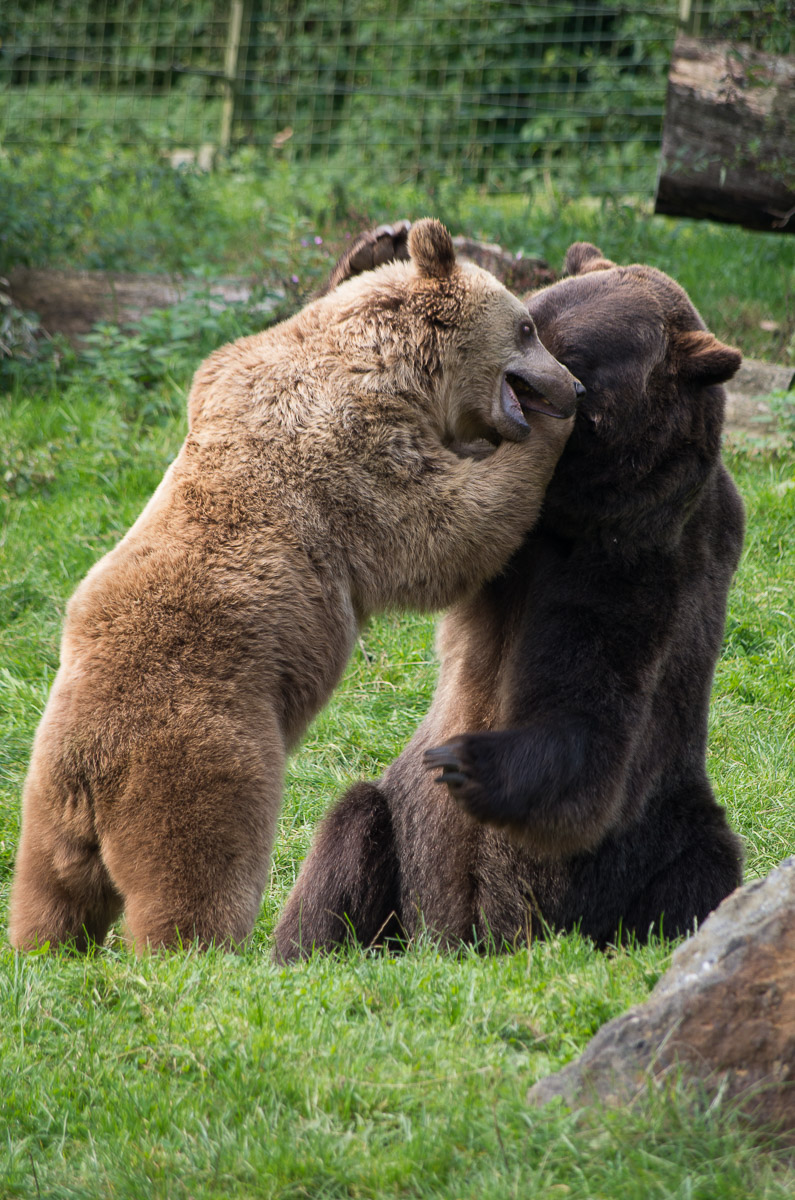 Bärenbrüder • Pentaxians