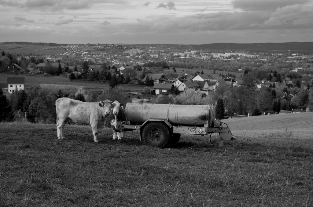 Bild