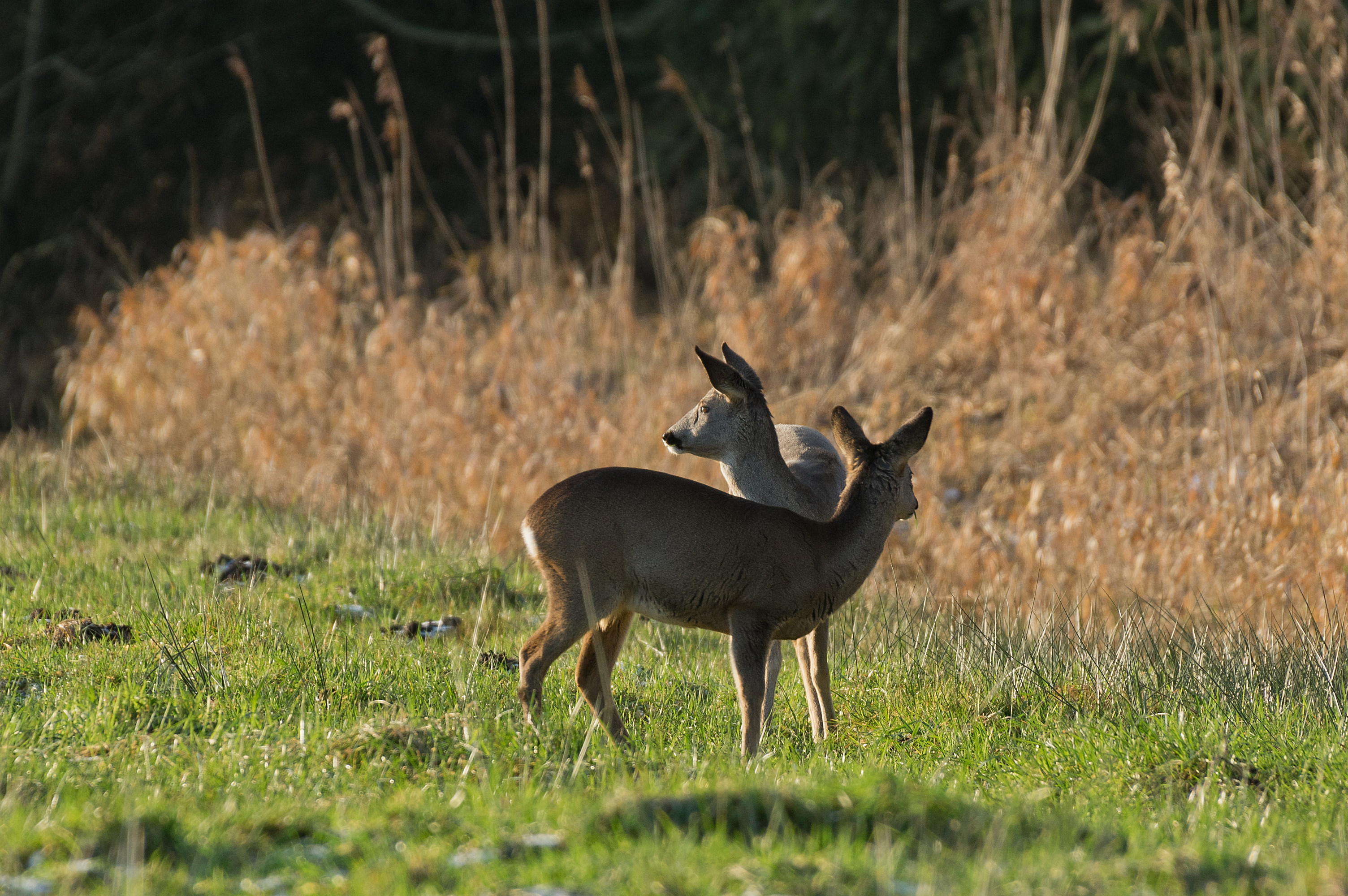 Meine ersten akzeptablen RehAufnahmen in freier