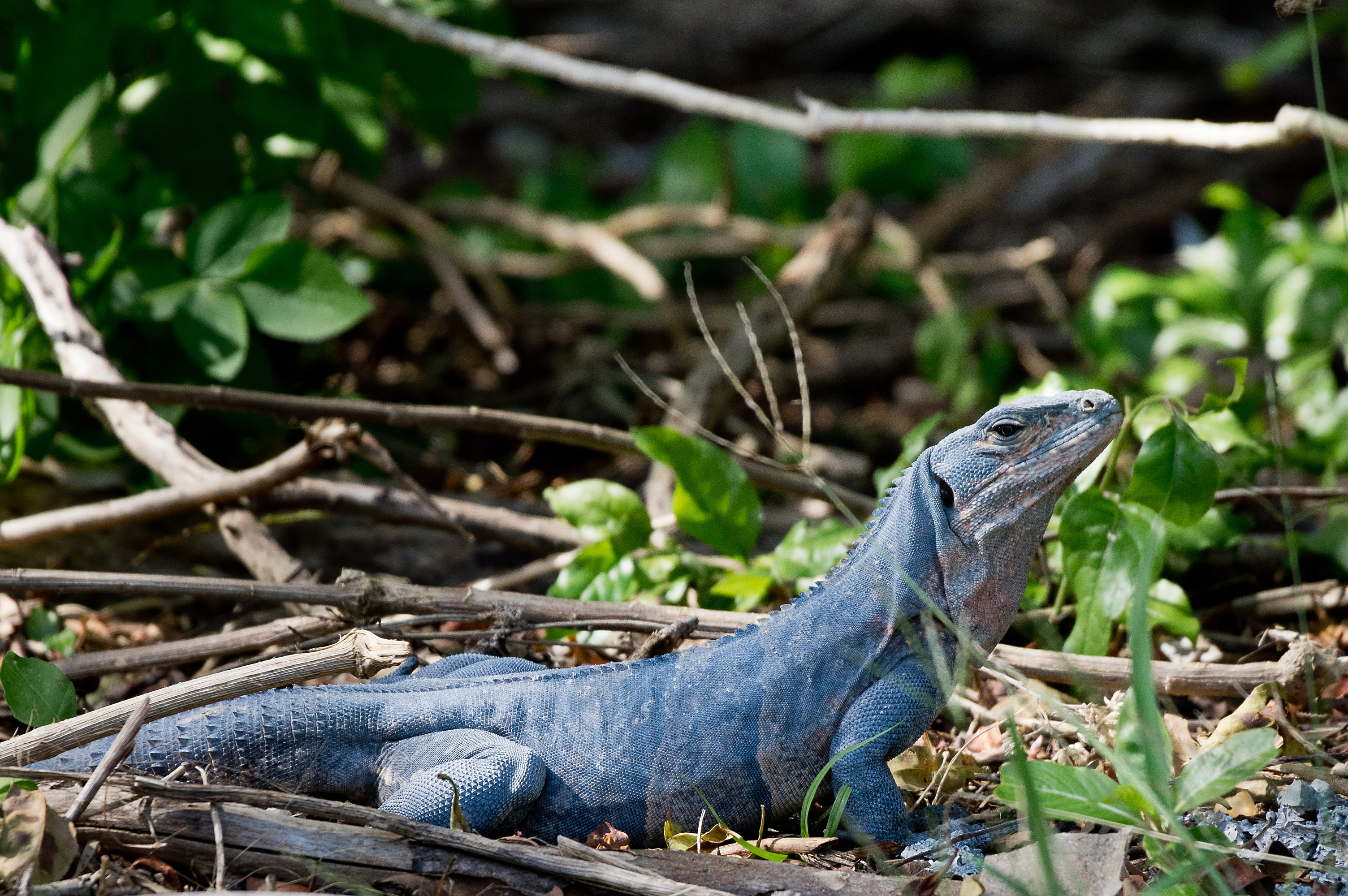 Leguane • Pentaxians