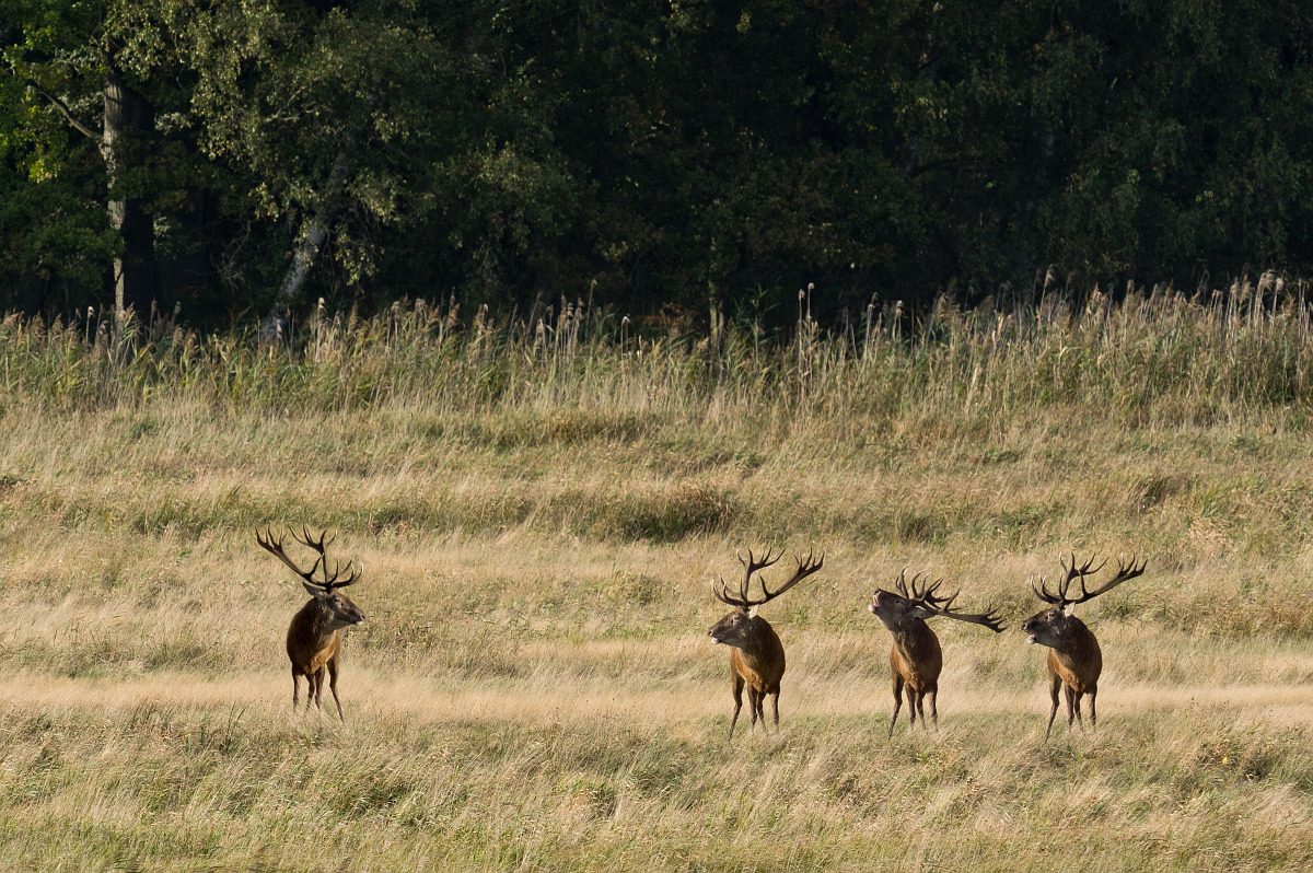 Hirsche auf dem Darß • Pentaxians