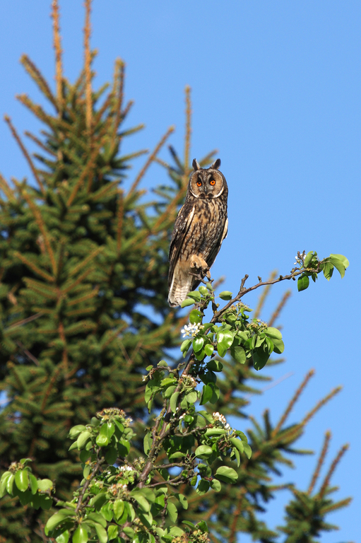 junge Waldohreule im Garten 7.Nachschlag • Pentaxians