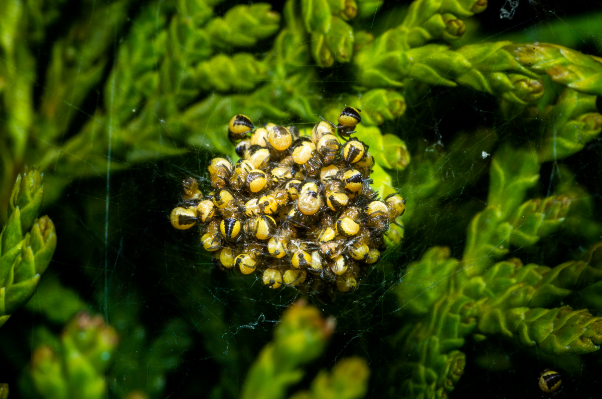 Ganz schön was los im Garten [update] • Pentaxians
