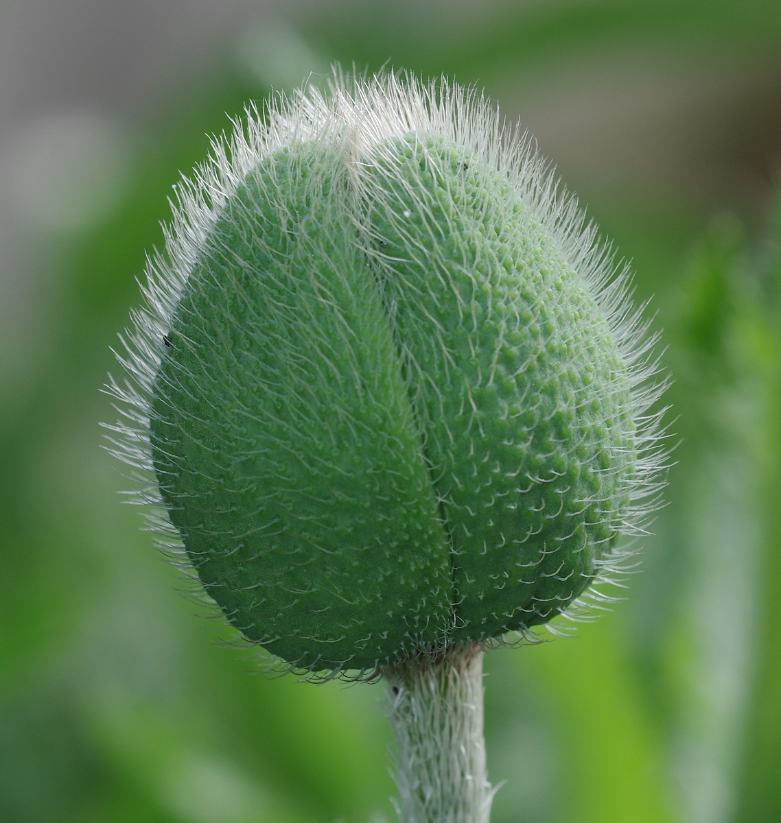Methusalem mit dem Leica APO Makro in Daniels Garten • Pentaxians