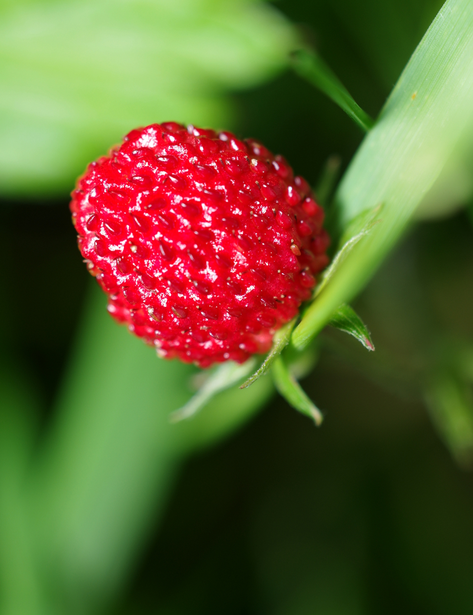 Methusalem mit dem Leica APO Makro in Daniels Garten • Pentaxians