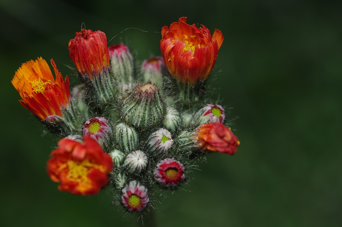 Methusalem mit dem Leica APO Makro in Daniels Garten • Pentaxians