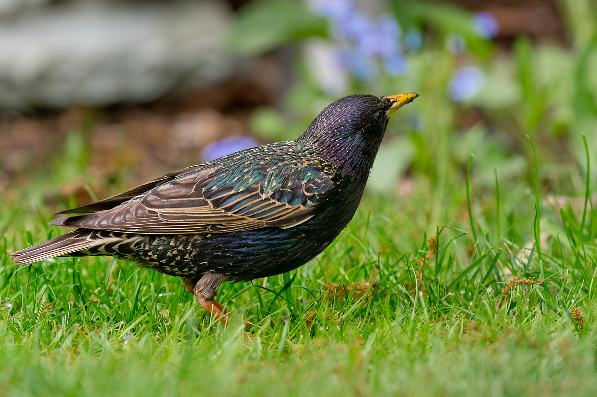 Der Star im Garten • Pentaxians