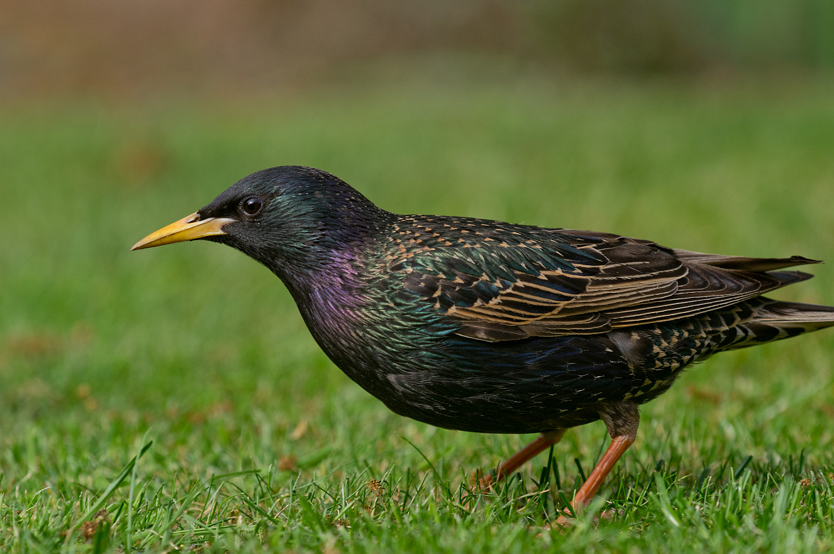 Der Star im Garten • Pentaxians