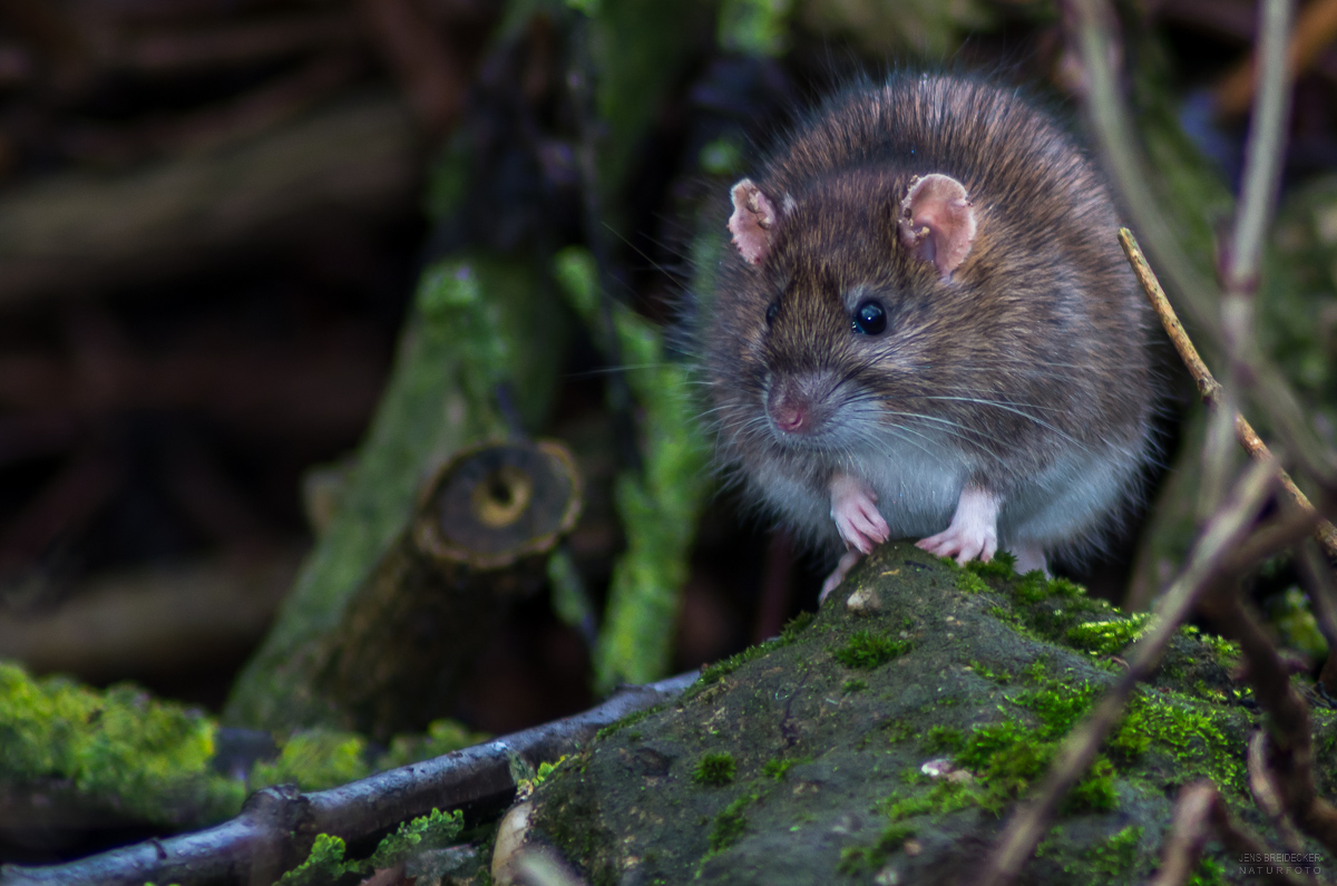 Rattus norvegicus (nix für empfindliche) • Pentaxians