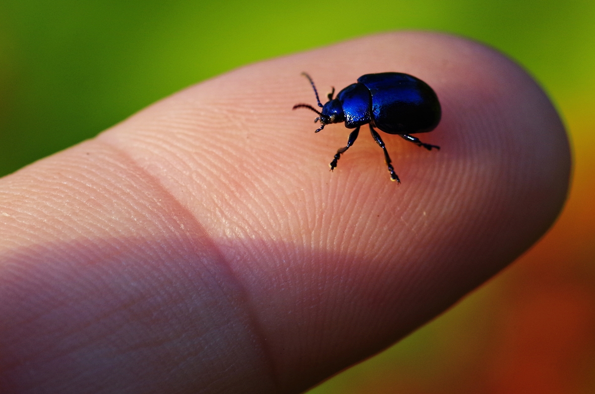 Blue´s blau metallic Käfer • Pentaxians