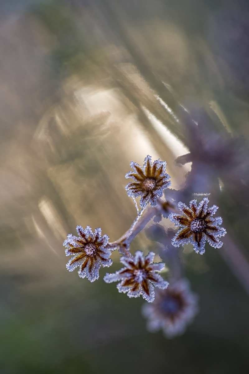 Eisblumen • Pentaxians