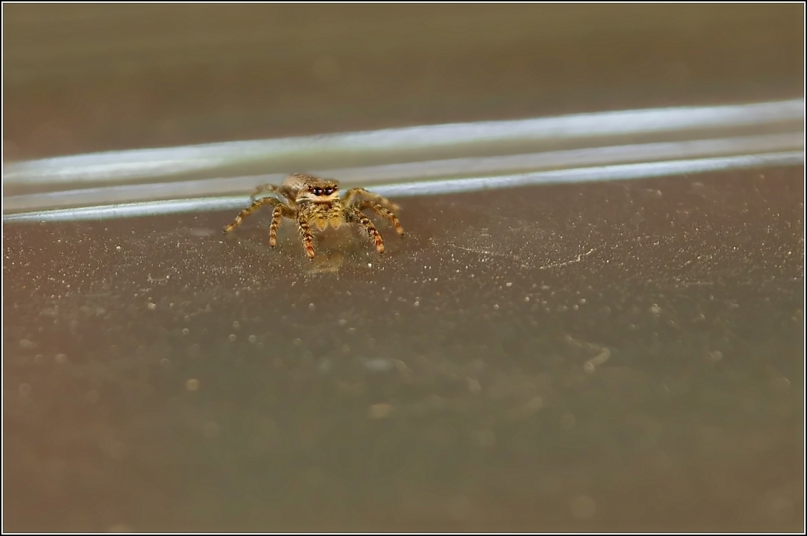 [Sammelthread] Spinnentiere • Pentaxians