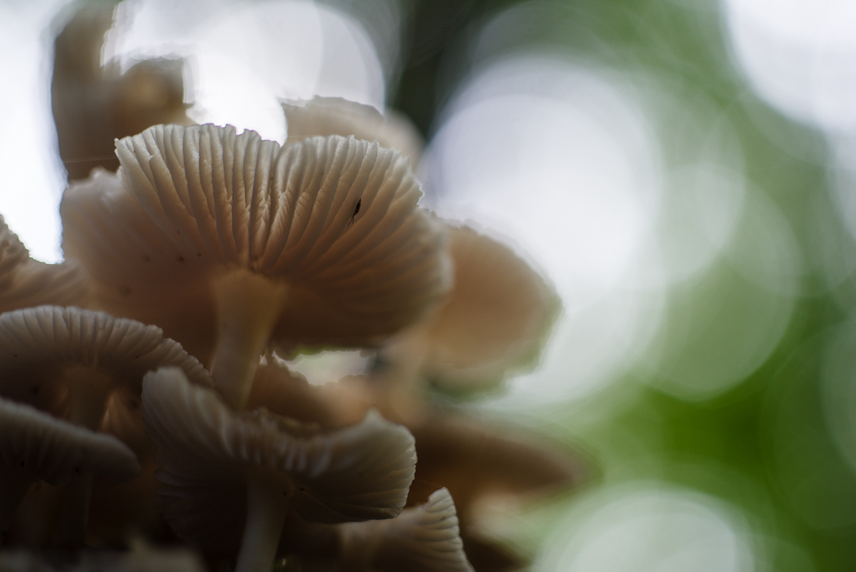 kaleidoscope mushroom