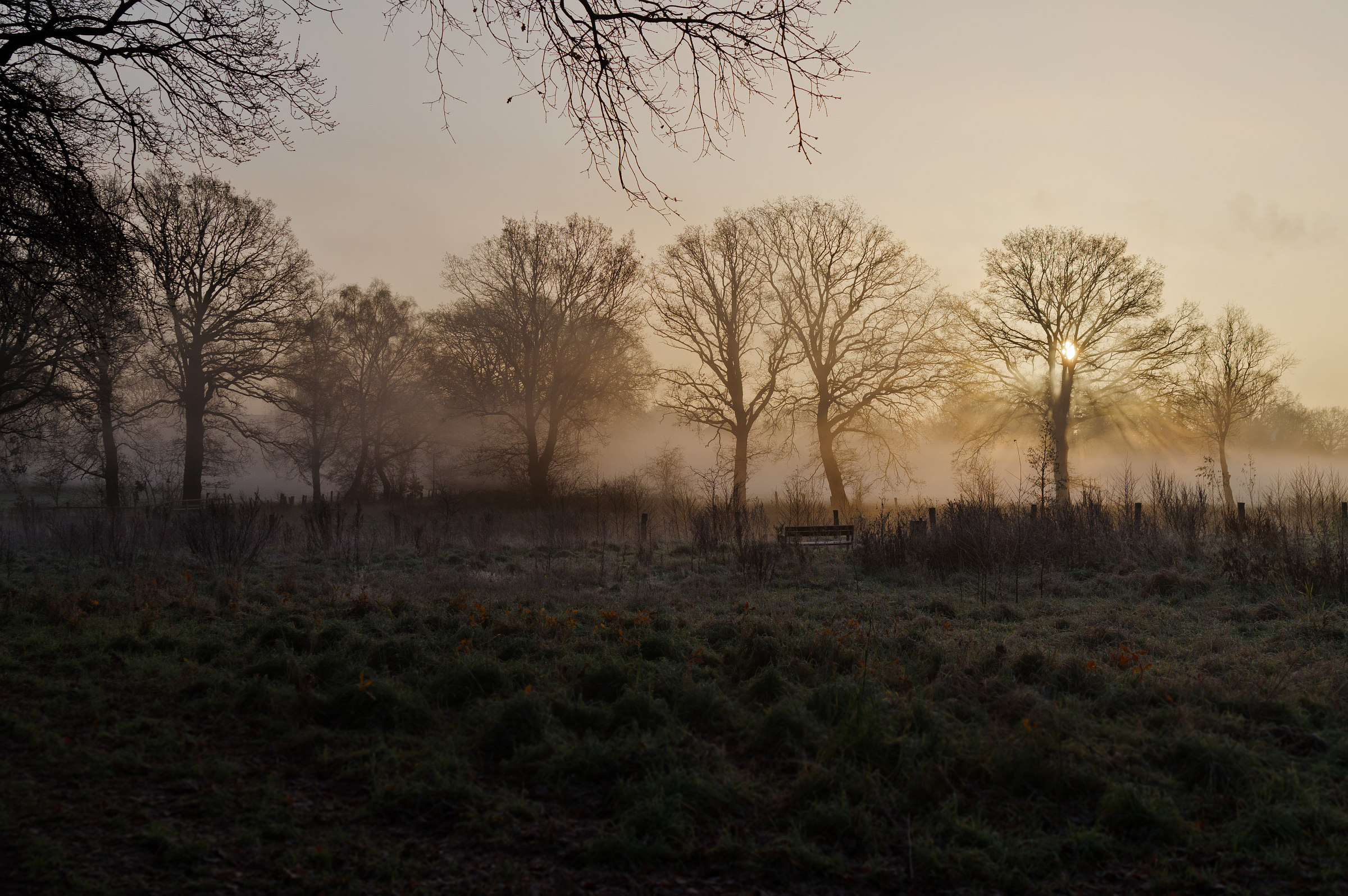 Sonne Und Nebel Am Fruhen Morgen Am Teich Pentaxians