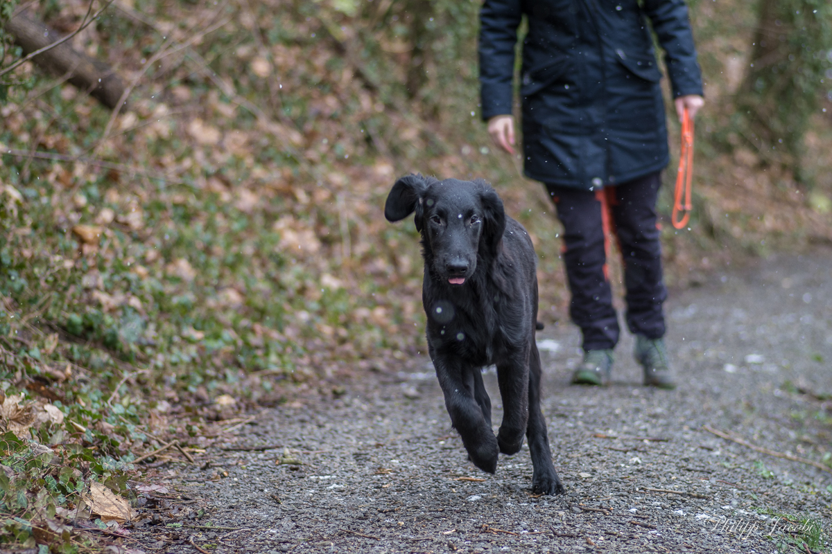 Mein Erstes Mal Mit Dem Hund Spaziergang mit Hund • Pentaxians