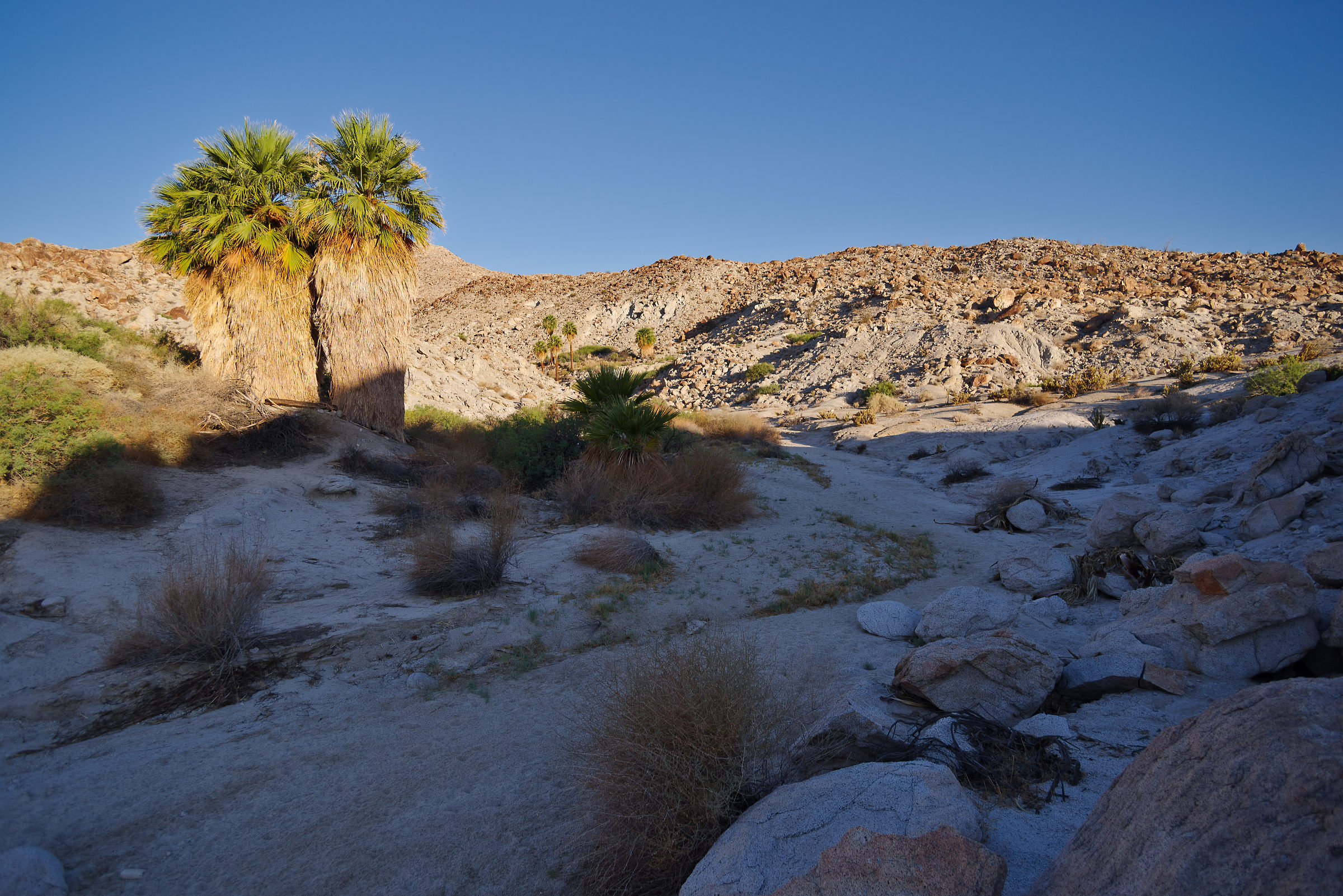 AnzaBorrego Desert State Park in Kalifornien • Pentaxians