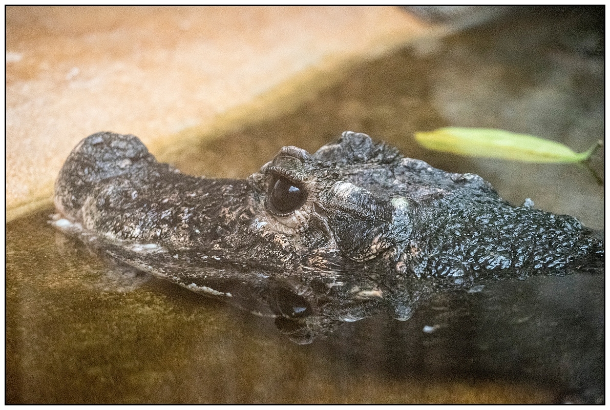 Vivarium Darmstadt • Pentaxians