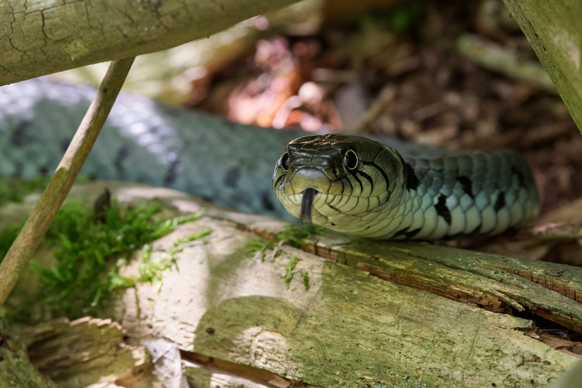 Nahaufnahmen einer Natter • Pentaxians
