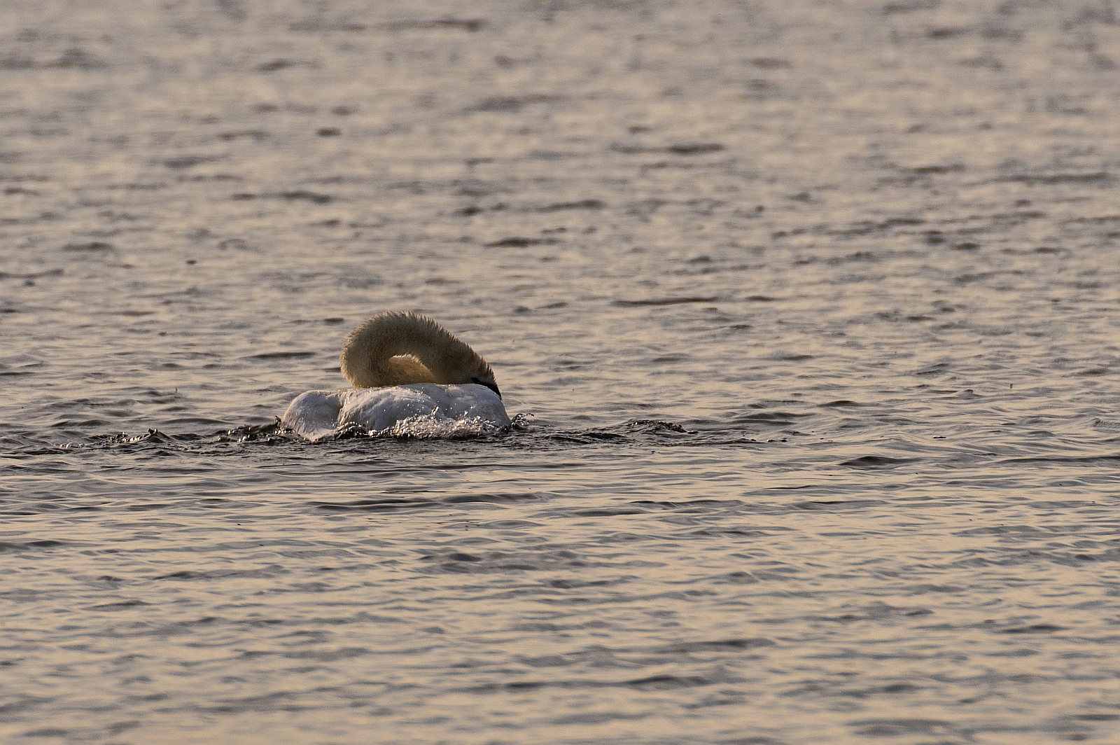 Morgendliche Wäsche bei Schwan • Pentaxians