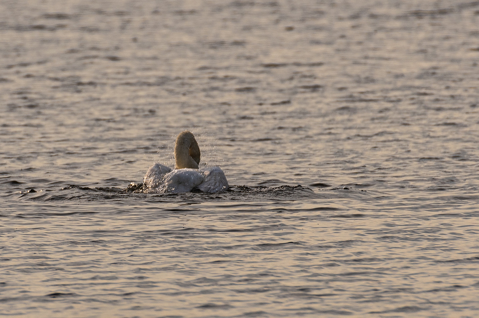 Morgendliche Wäsche bei Schwan • Pentaxians