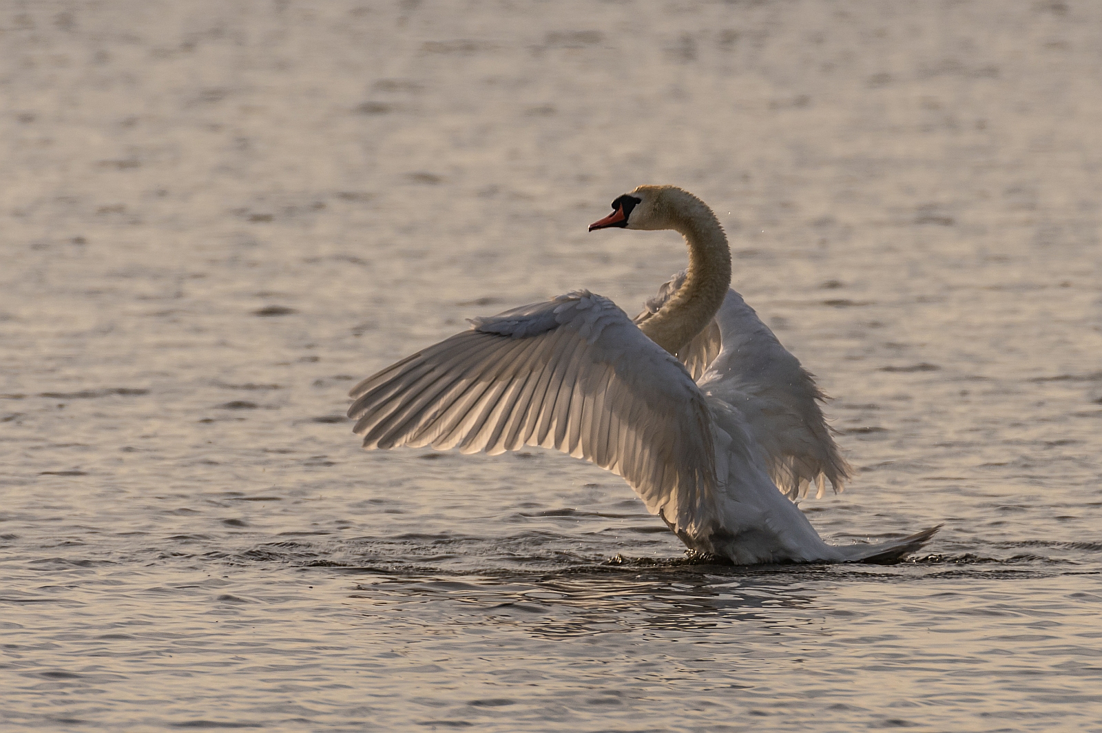 Morgendliche Wäsche bei Schwan • Pentaxians