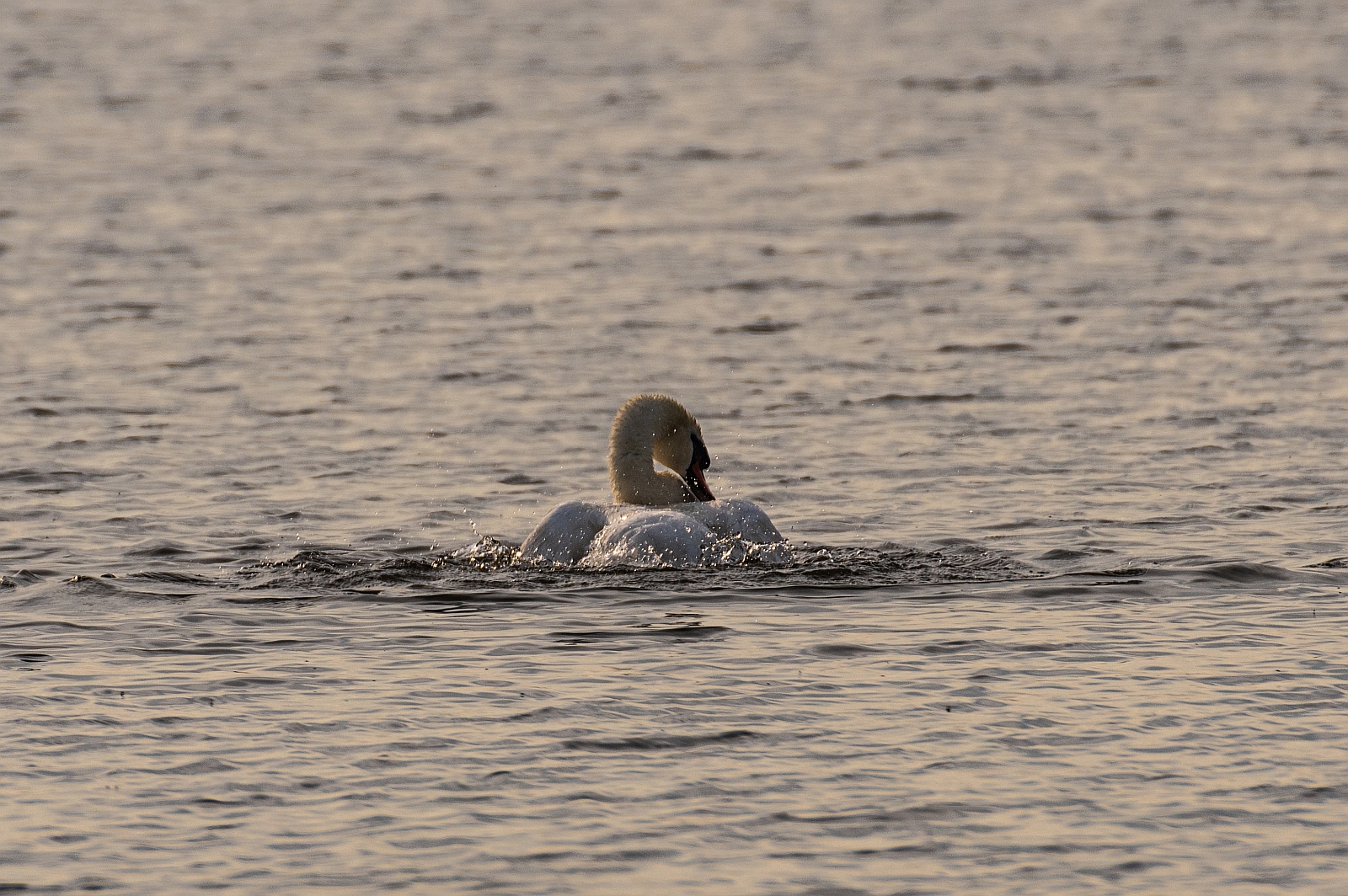 Morgendliche Wäsche bei Schwan • Pentaxians