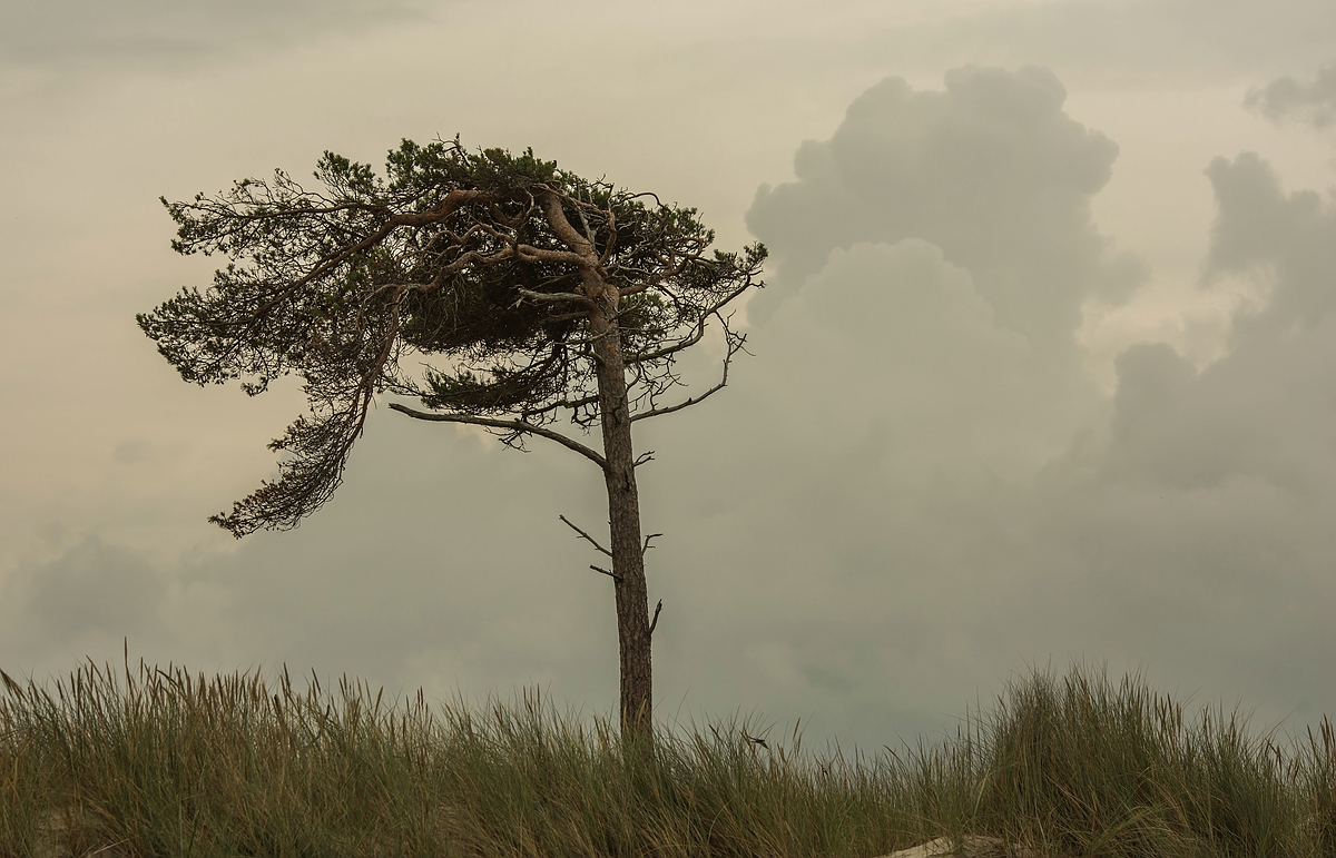 Windflüchter • Pentaxians