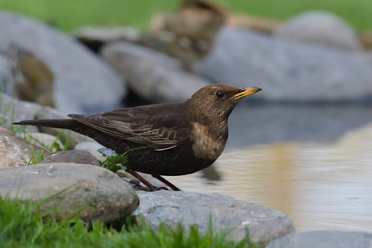 Die Ringdrossel ein Gebirgsvogel • Pentaxians