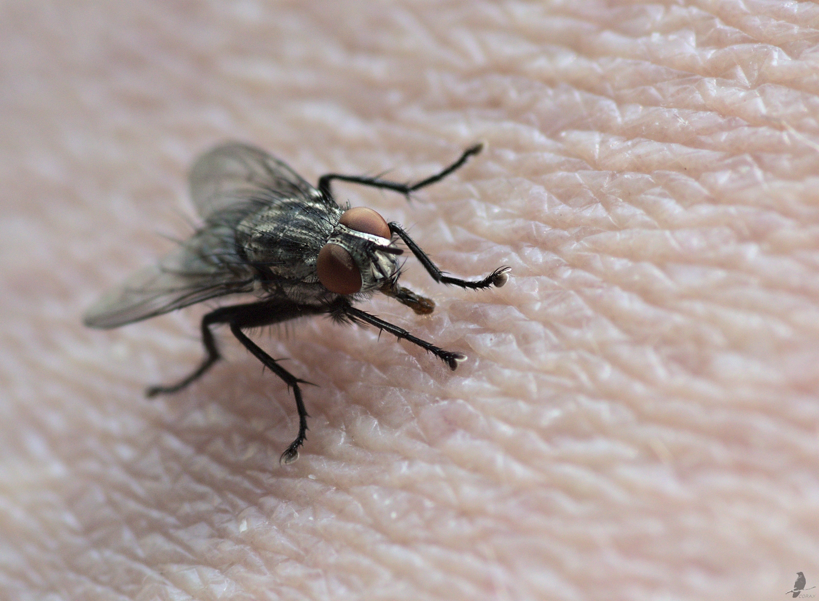 Menschenfresser? • Pentaxians