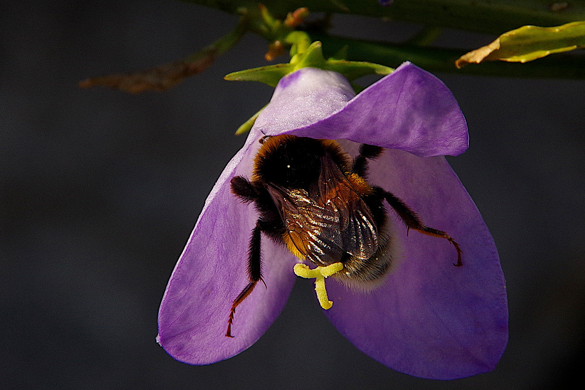 Botanischer Garten in Graz • Pentaxians