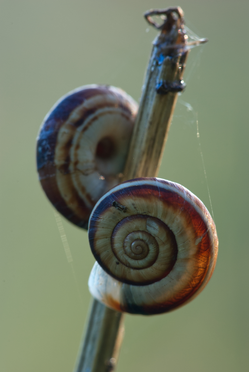 Schnecken&hellip; • Pentaxians