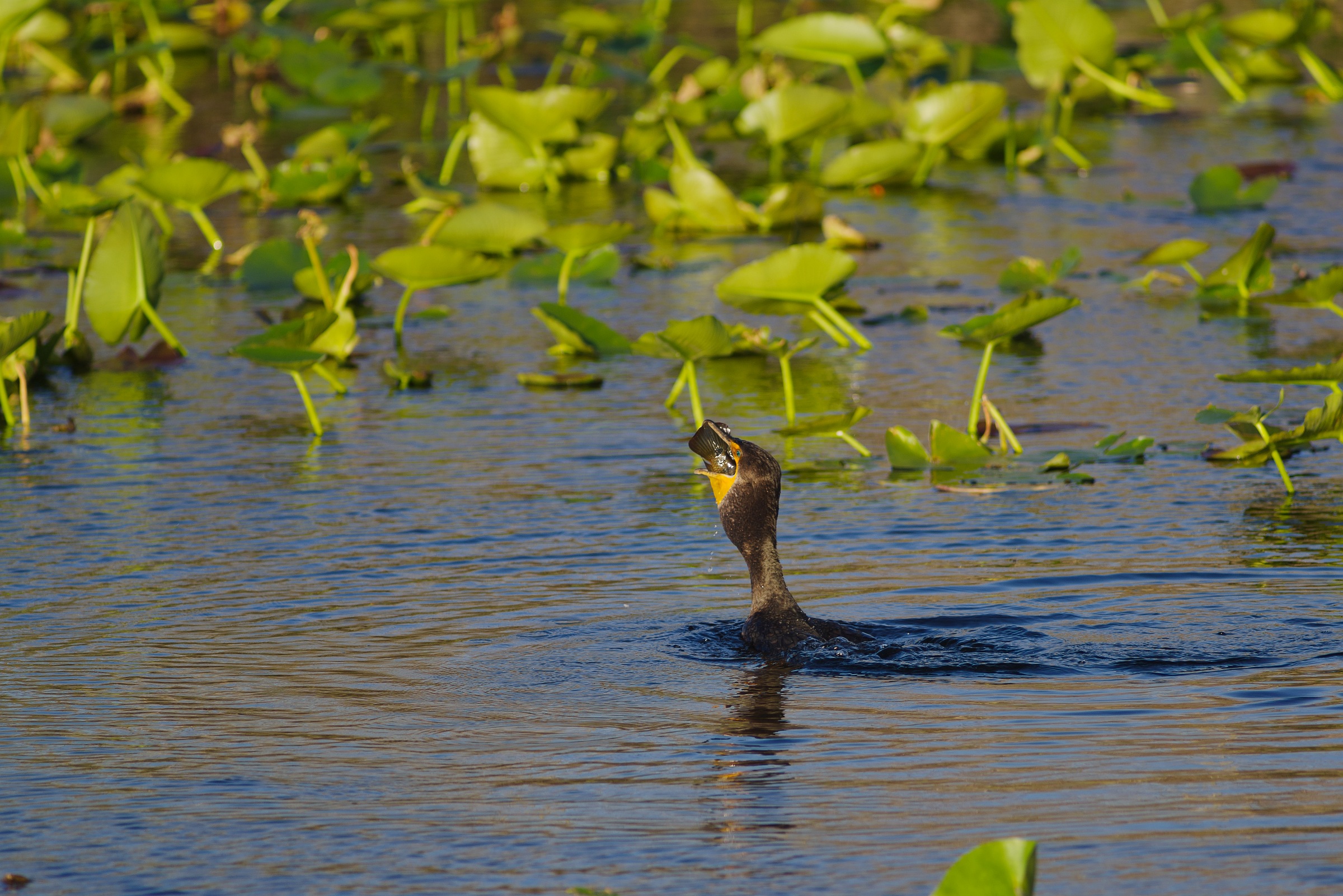 Mahlzeit, Herr Kormoran