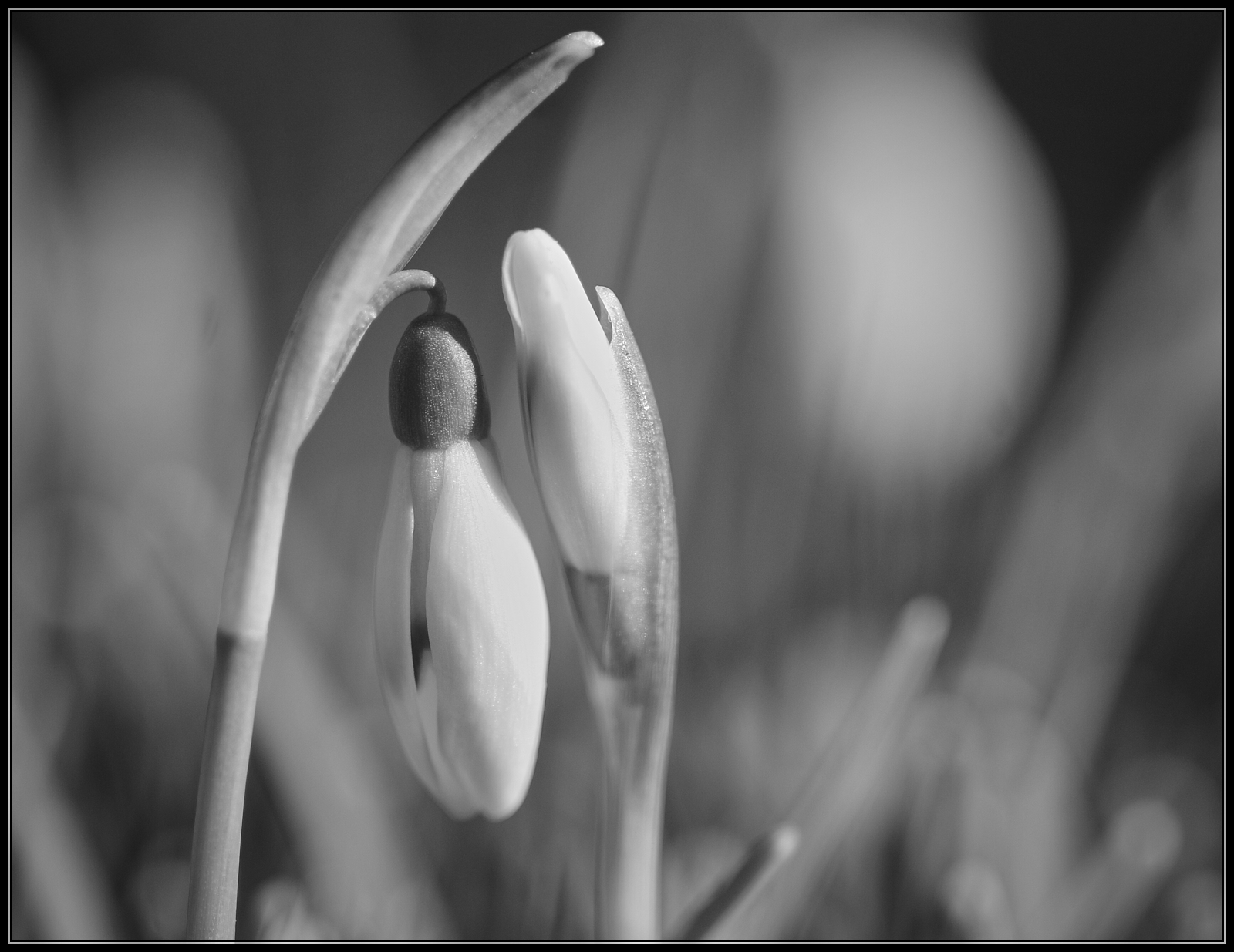 Frühling in Schwarz/Weiß.... • Pentaxians