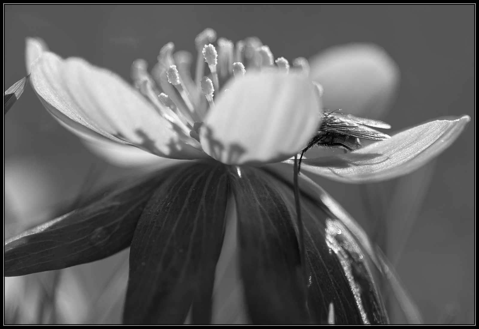 Frühling in Schwarz/Weiß.... • Pentaxians