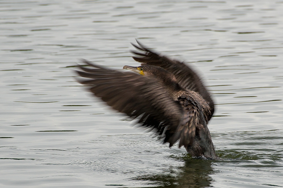 Kormorane im MüritzNationalpark • Pentaxians