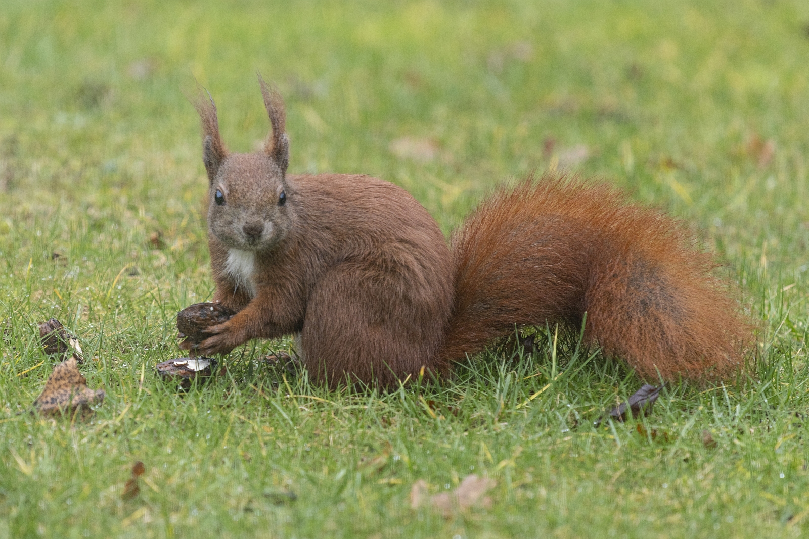 Hörnchen mit Hunger und mit Schiss ... • Pentaxians